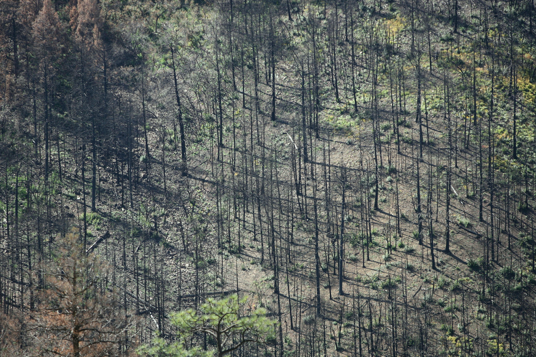 The Horseshoe 2 Fire of 2011